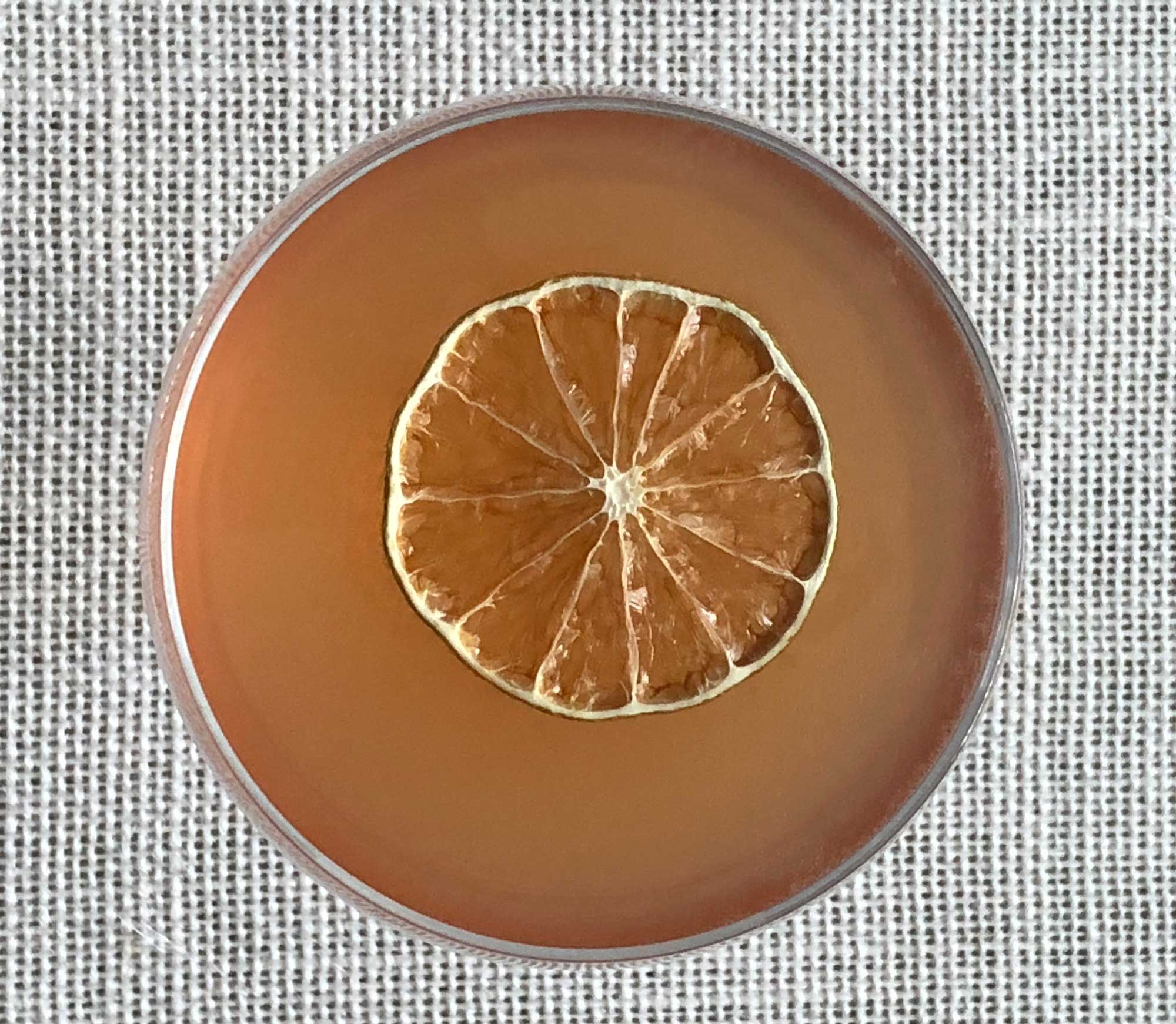 An example of the Olympia Cocktail, the mixed drink (cocktail), variation of a drink from David Embury, The Fine Art of Mixing Drinks, featuring The Scarlet Ibis Trinidad Rum, Rothman & Winter Orchard Cherry Liqueur, and lime juice; photo by Lee Edwards